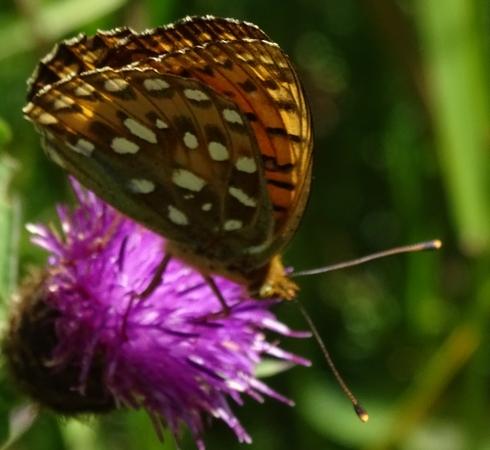 Argynnis aglaja